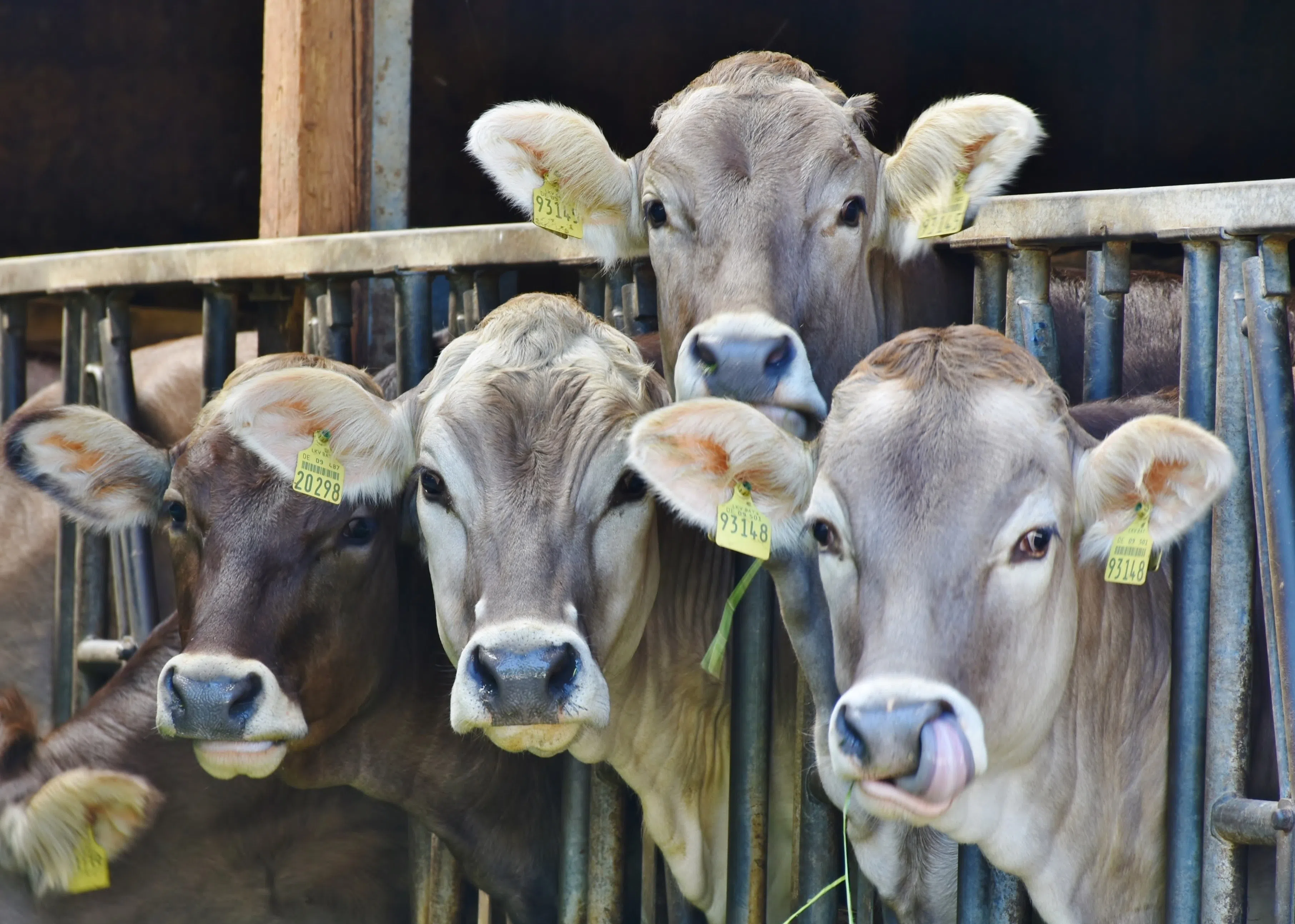 NATURAL WATER FOR HEALTHY LIVESTOCK FARMING