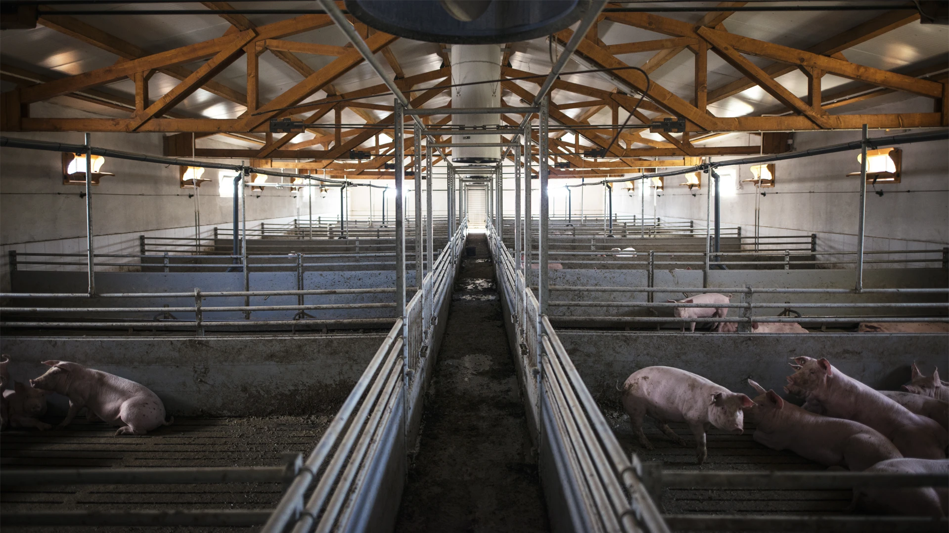 Manure and dung neutralization